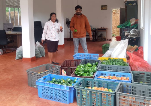 Photo 250: SAPP granted vegetable collection center, Ambagasdowa, Badulla, has started business. Photo by Ms. Sriyani Mallika, VCM, Badulla, UP, 6 Feb 2026